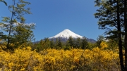 10 - Puerto Varas (8) - Volcan Orsono